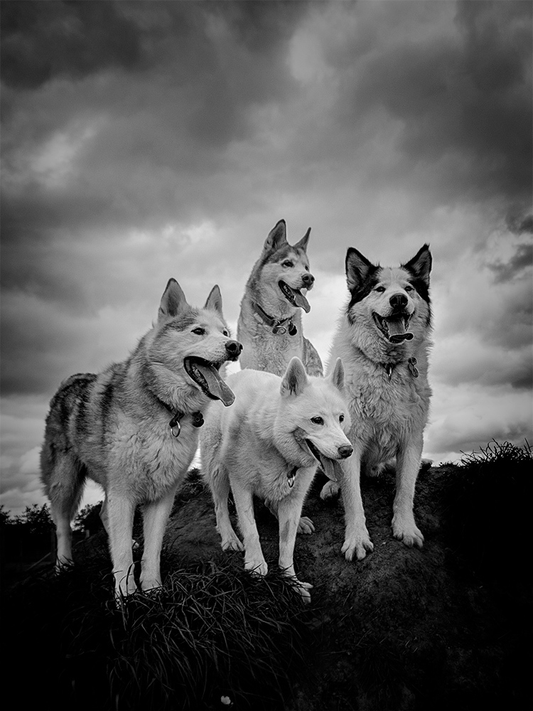 Granite, Bolt, Skye and Bear by Mark Cavendish