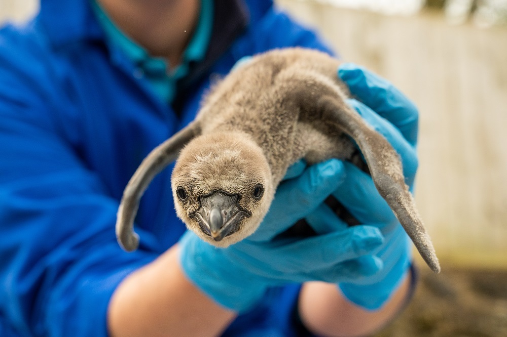  11 penguin chicks have hatched at Chester Zoo, the most to hatch at the zoo for more than a decade.