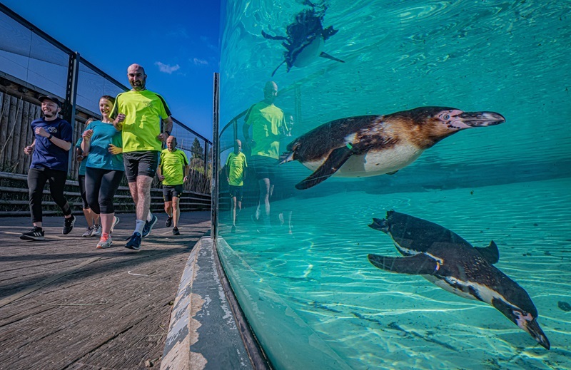 Chester Zoos 10K running event, Run for Nature, is returning on September 22, and will help save rhinos from extinction.