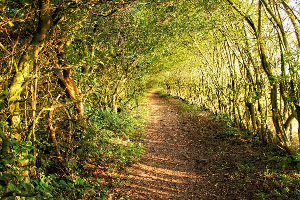 A woodland walk by Keith Hyland