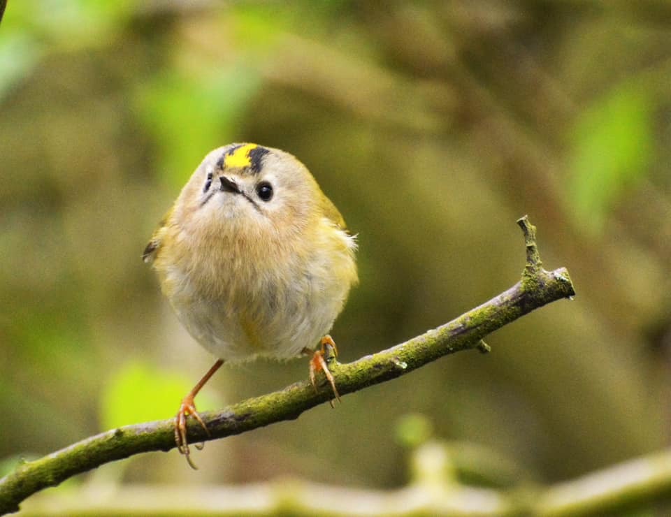 A goldcrest at Carr Mill Dam by Derek Taylor