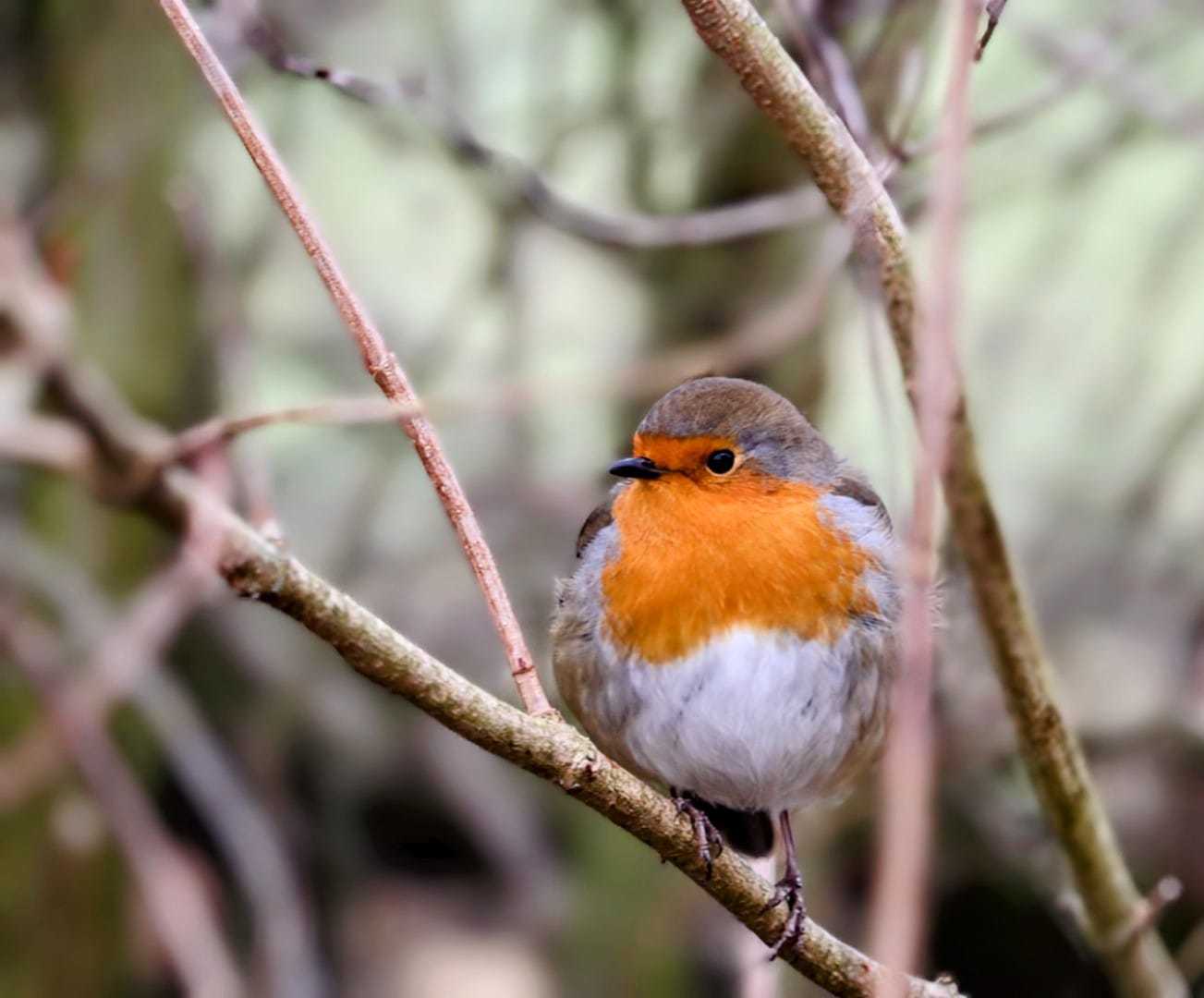 Robin Redbreast by Hannah Louise Dervisoglu