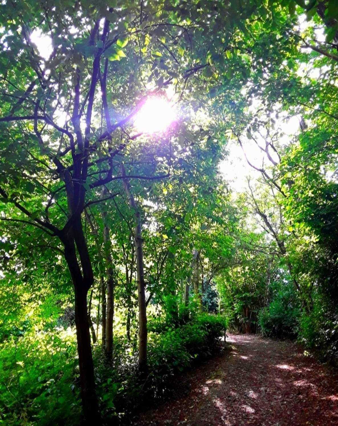 Dappled woodland, Sutton by Diane Warburton