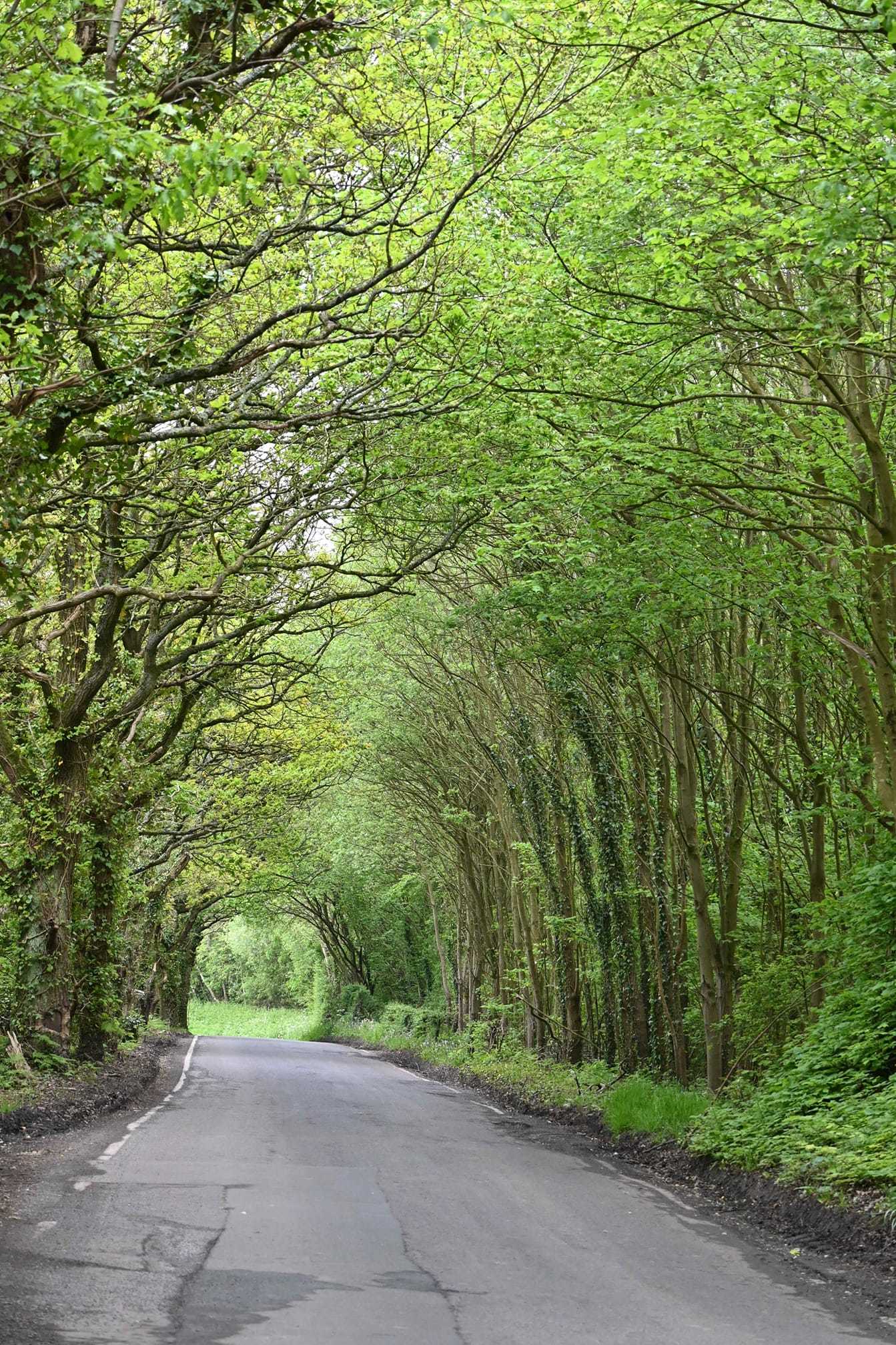 Tree-lined street by David Hill