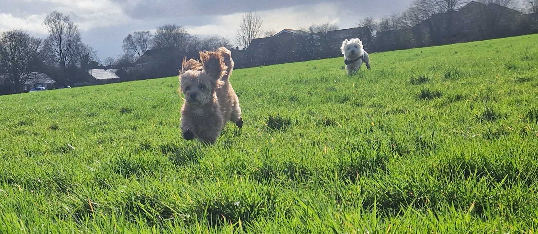 Leanne takes dogs for a walk while their owners are at work