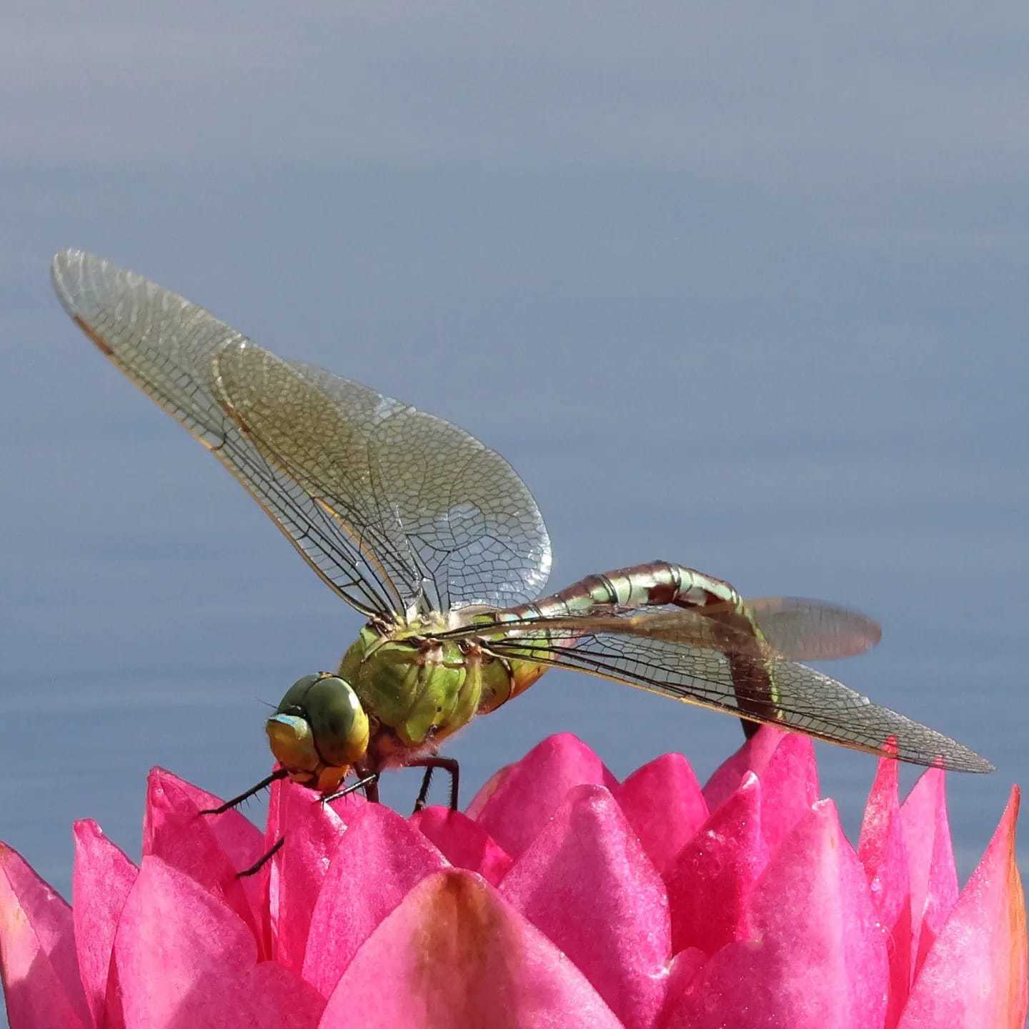 A dragonfly by Suzy Makin