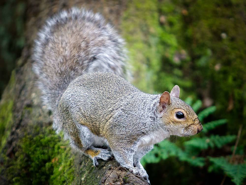 A squirrel at Taylor Park by Mark Cavendish