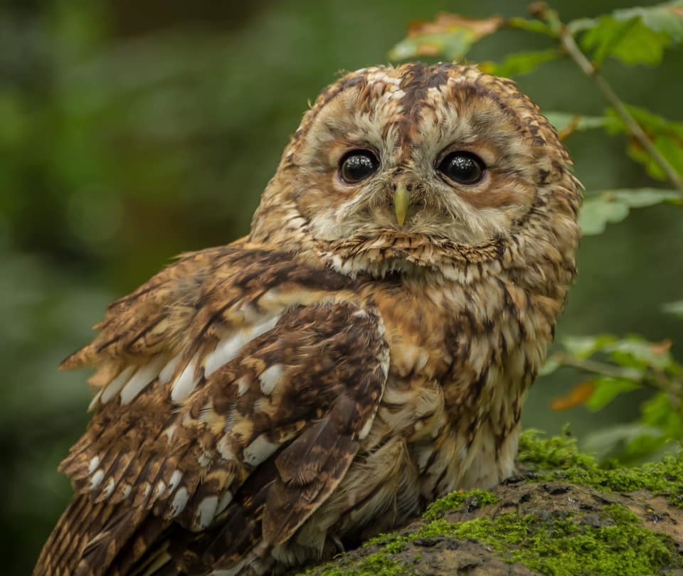 An owl in the wild by Hilary L Bradshaw