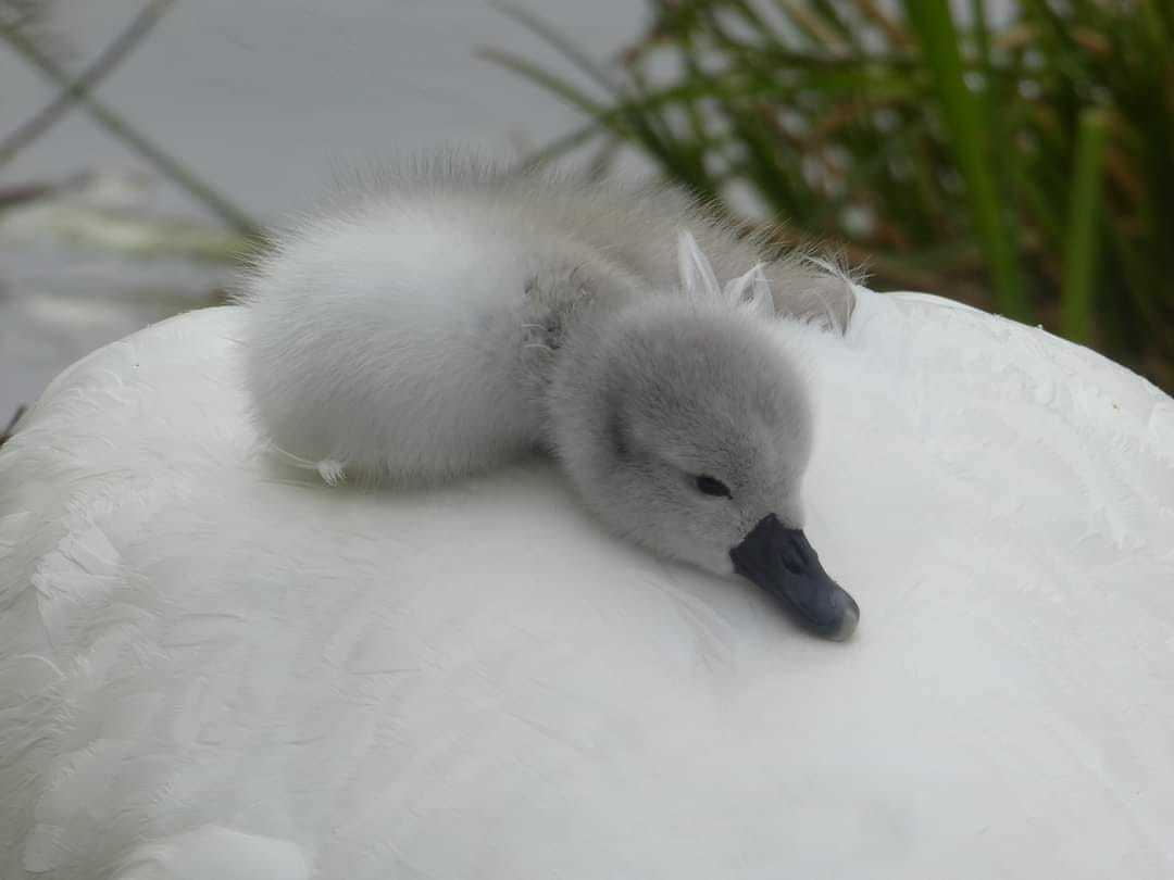 Asleep by the water by Sue Atherton