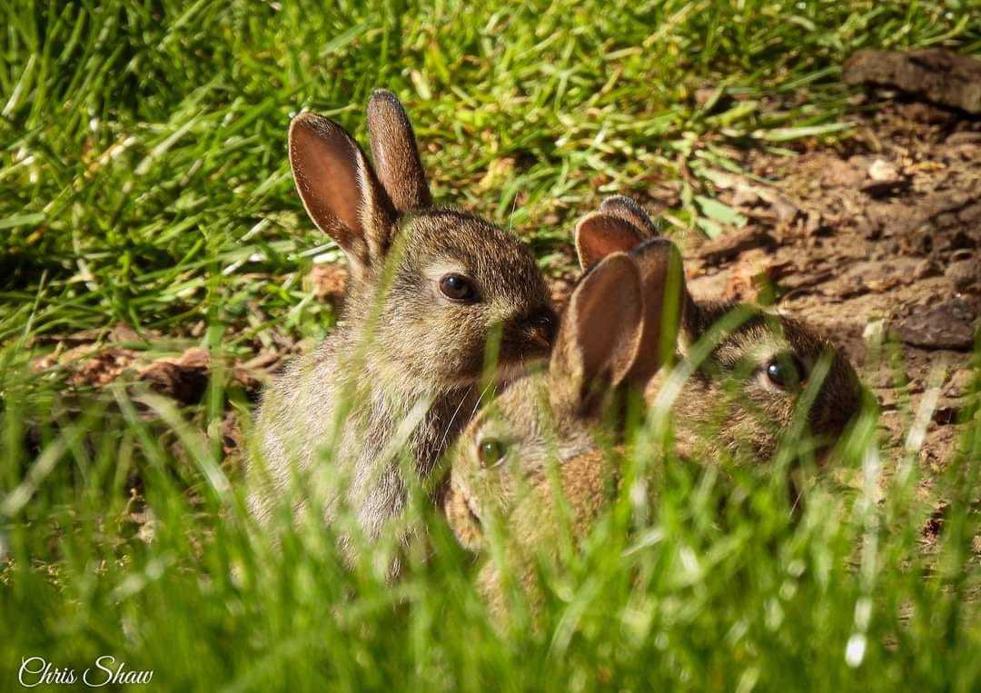 Bunnies in the wild by Chris Shaw