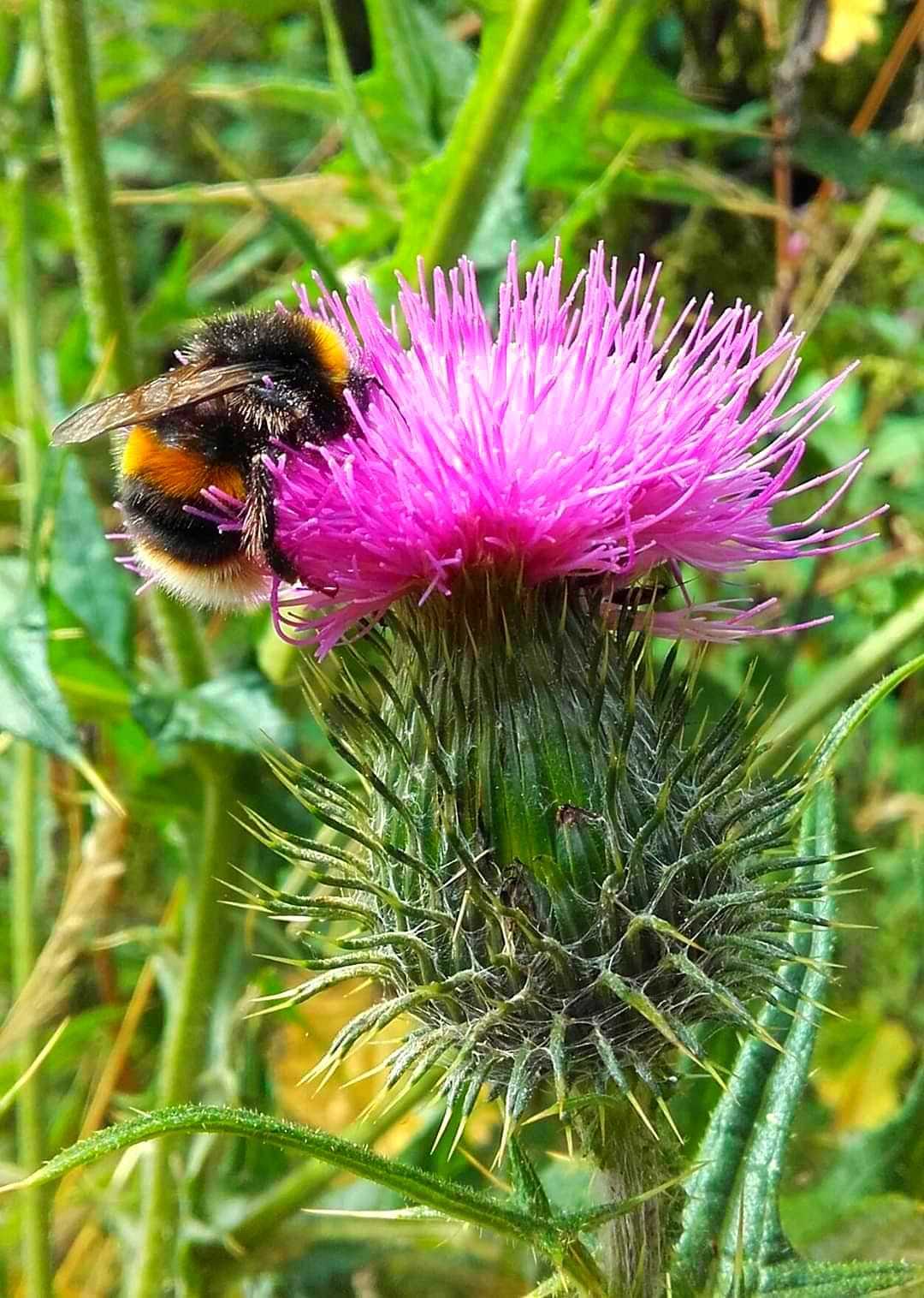 A splash of colour by Diane Warburton