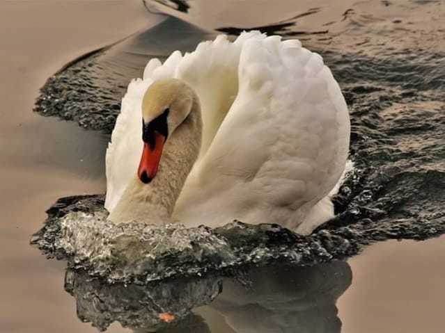 Swan at Taylor Park by Peter Boylan