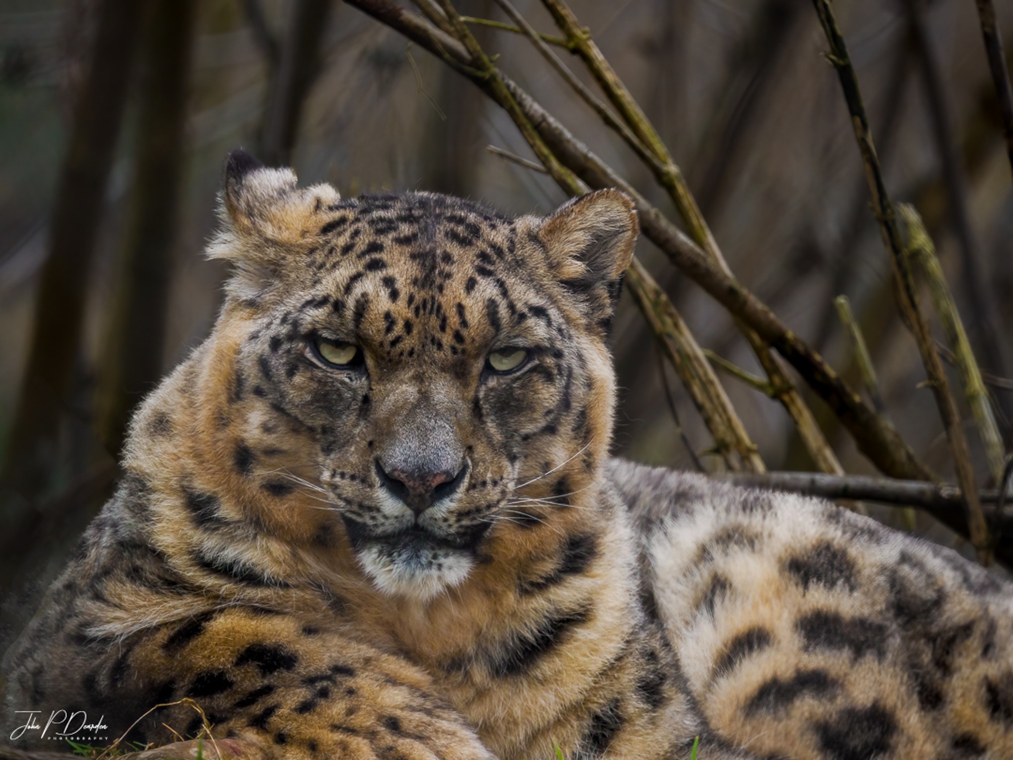 Chester Zoo