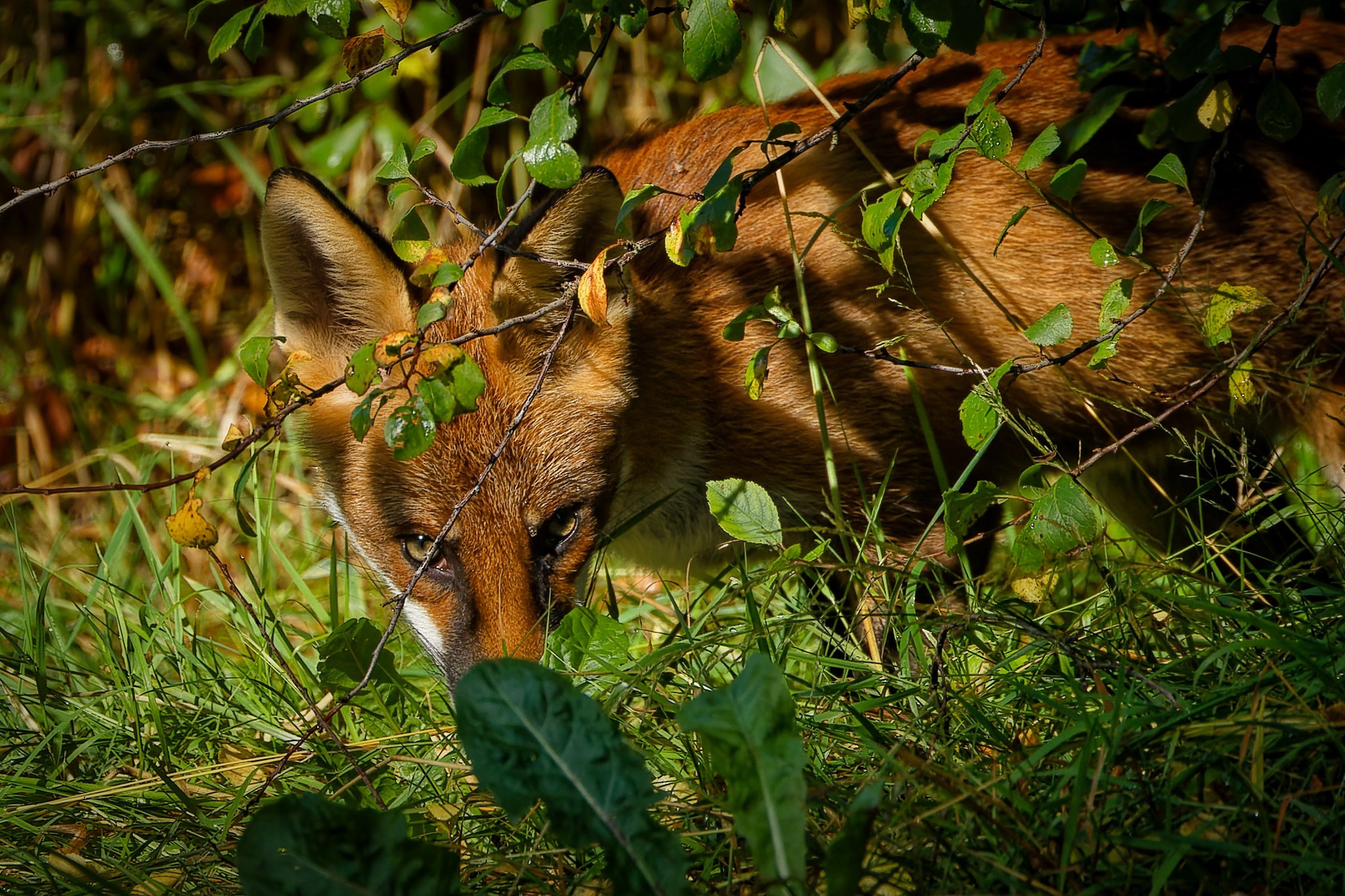 A crafty fox by Cliff Pike