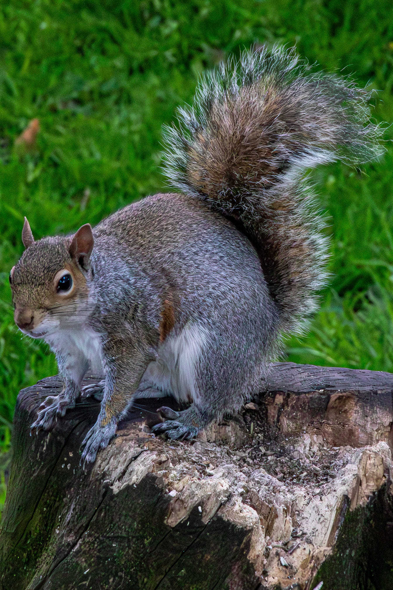 A squirrel in Taylor Park by Brian Carr