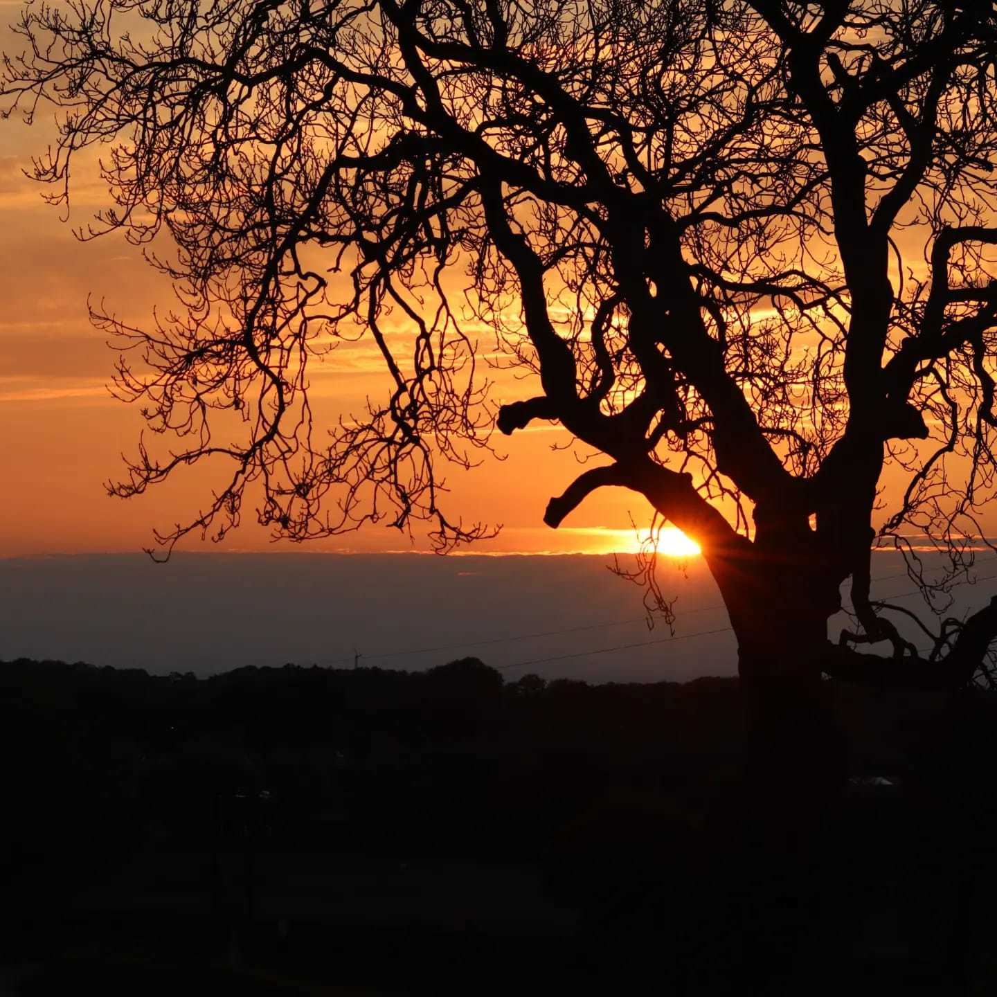 Sunset through the trees by Chris Hale