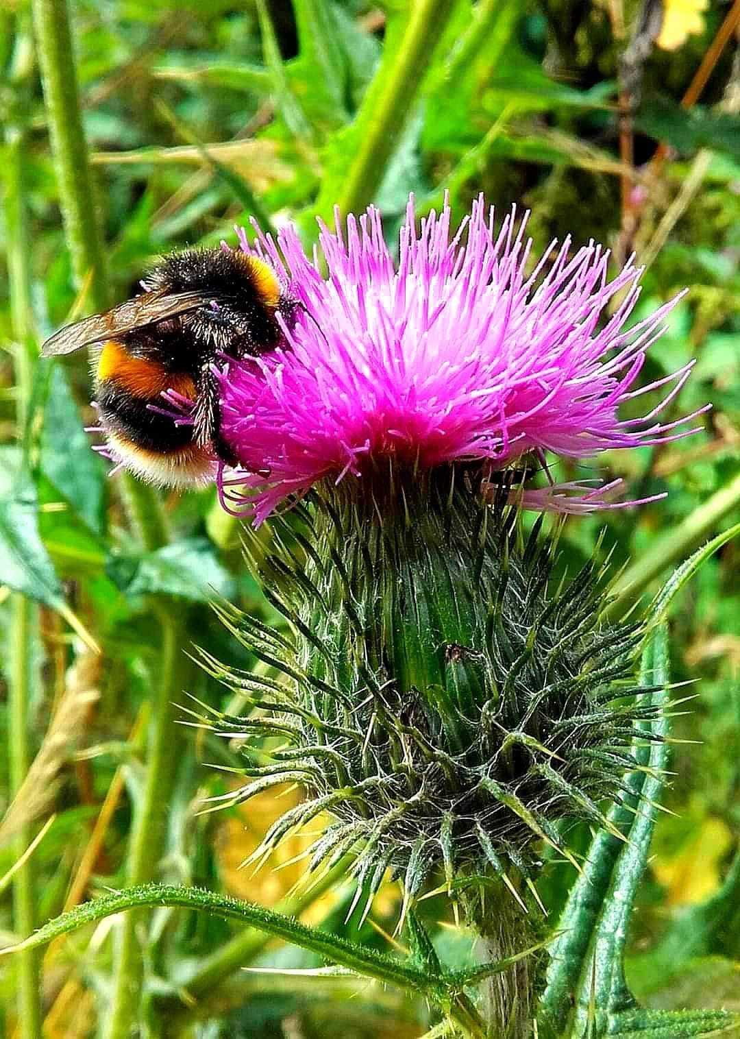 A bee by Diane Warburton