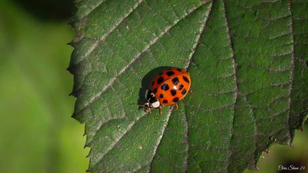 A ladybird by Chris Shaw