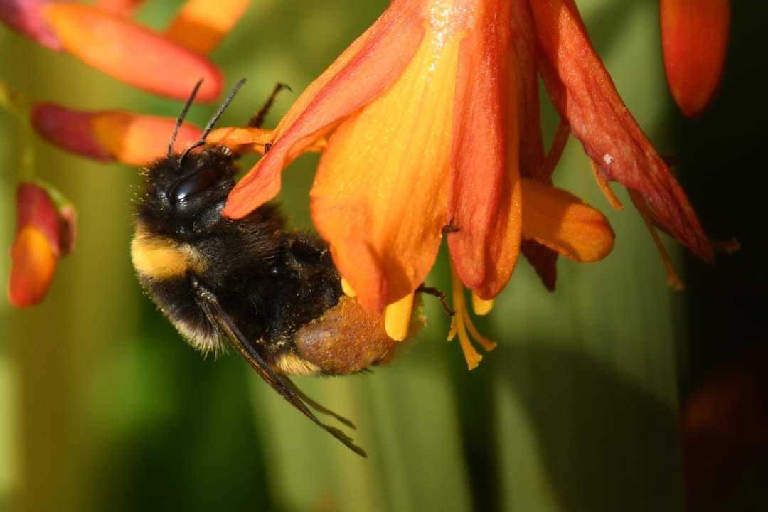 A bee by Jane Duckworth