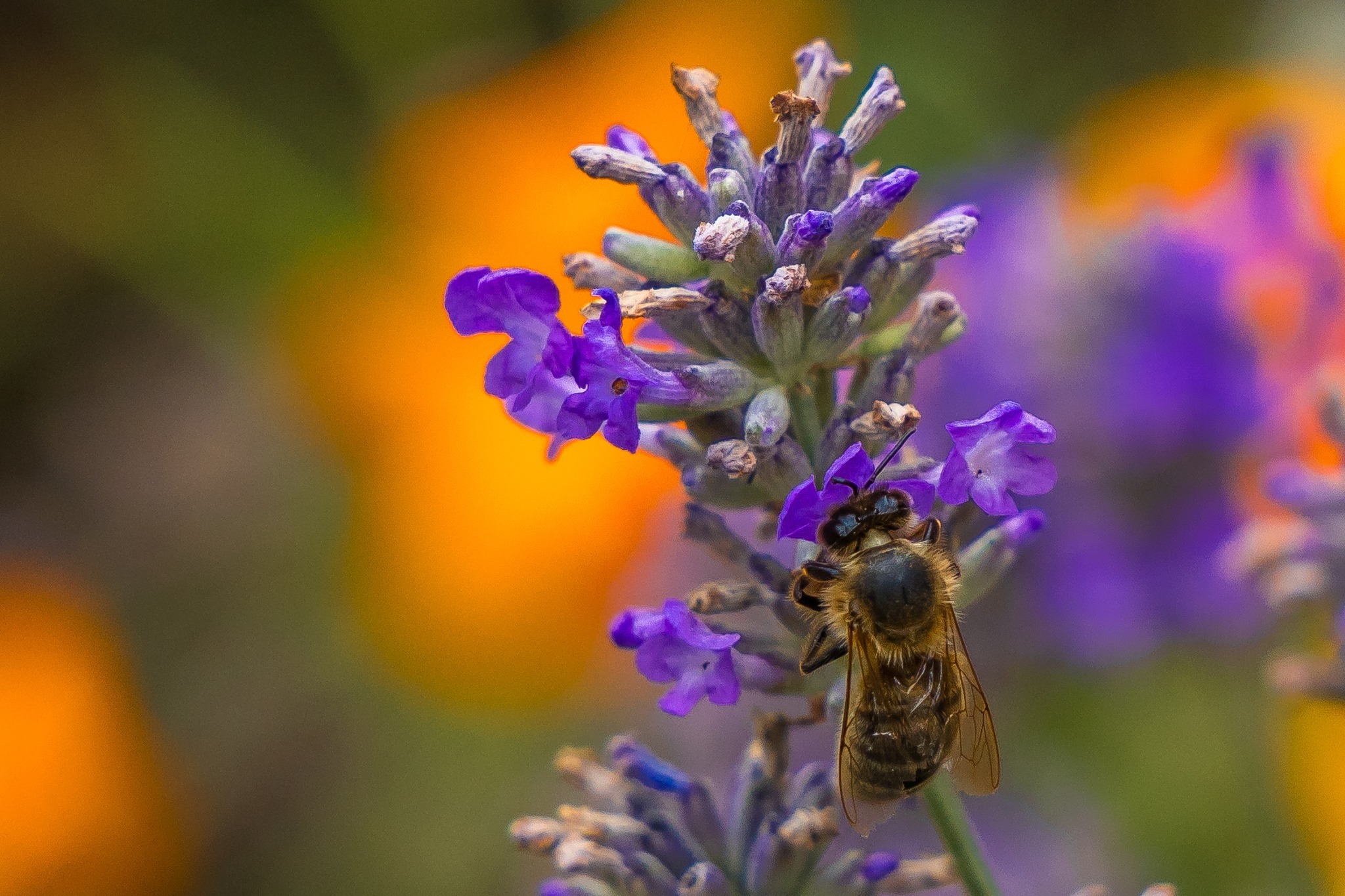 A busy bee by Malcolm Shucksmith