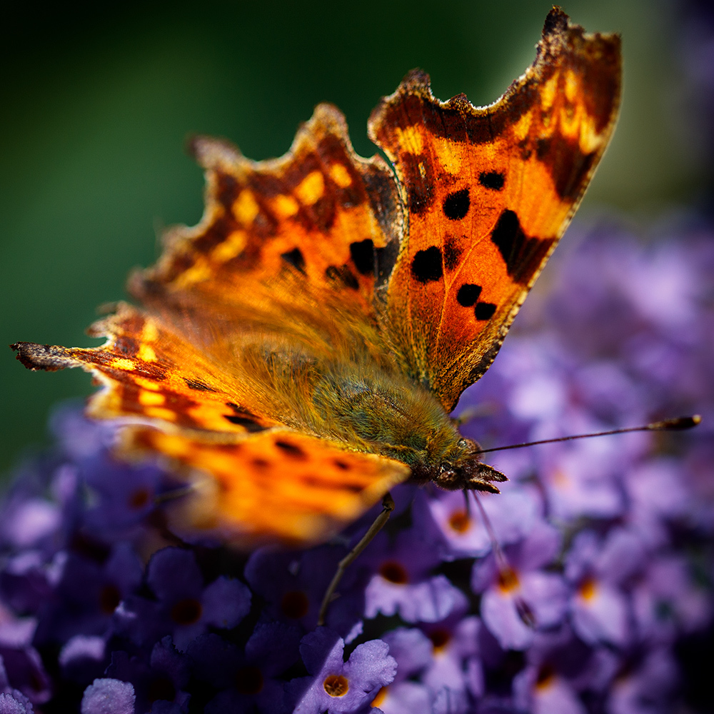 Comma butterfly by Mark Cavendish