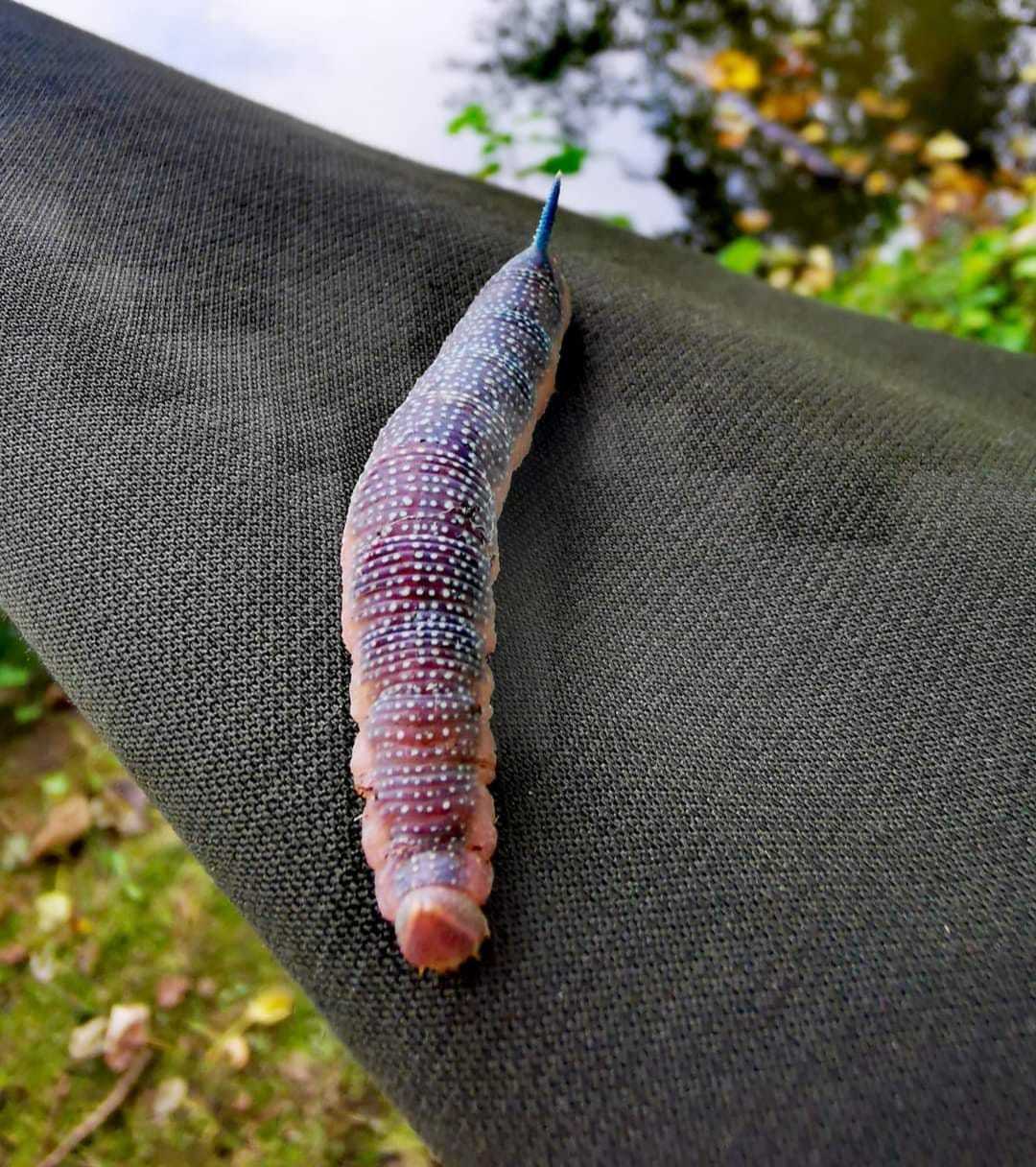 Larvae of lime hawk moth by Carol Southward