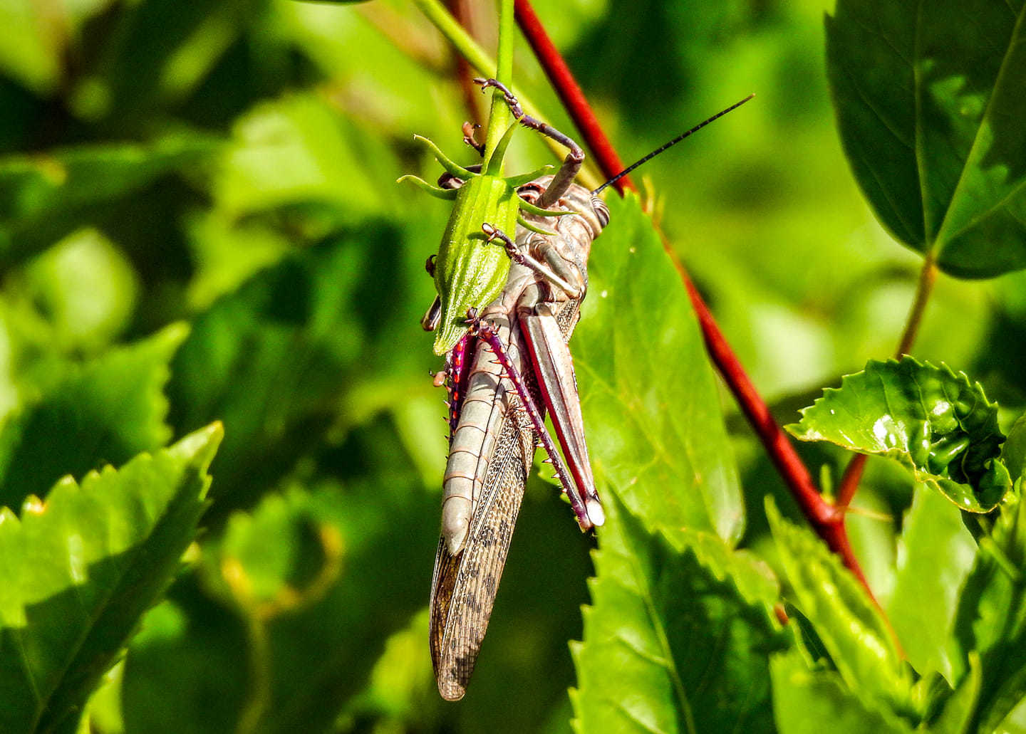 Hanging on by Chris Shaw