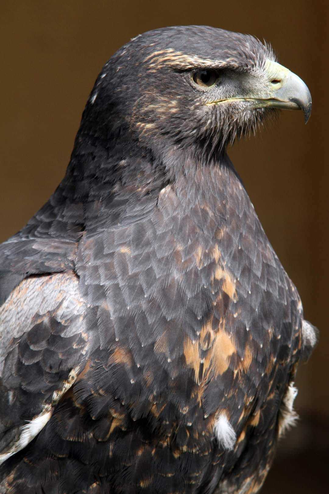 A juvenile Chilean blue eagle by Ben Tarvie