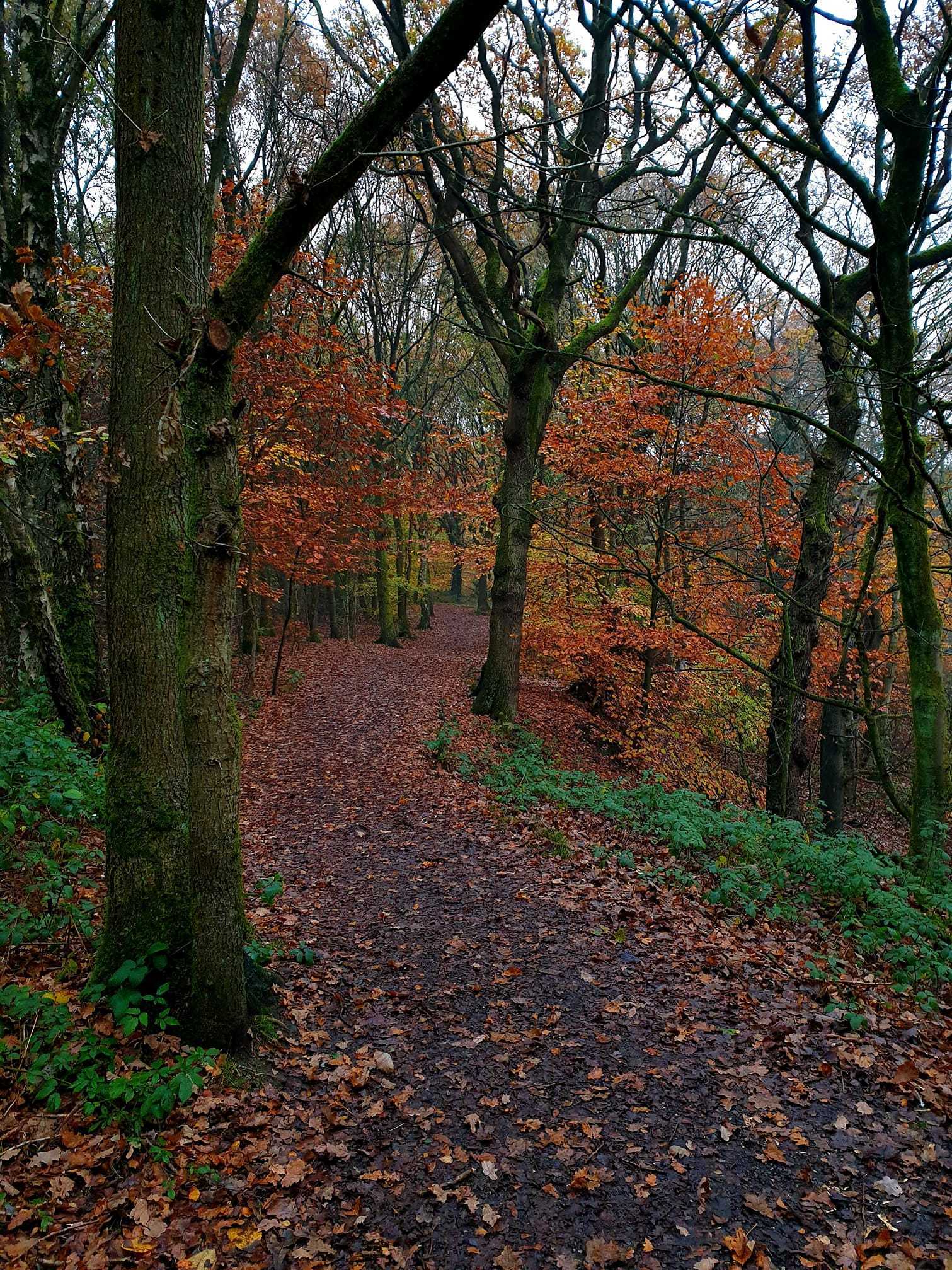 Blackbrook by Alex Stringer