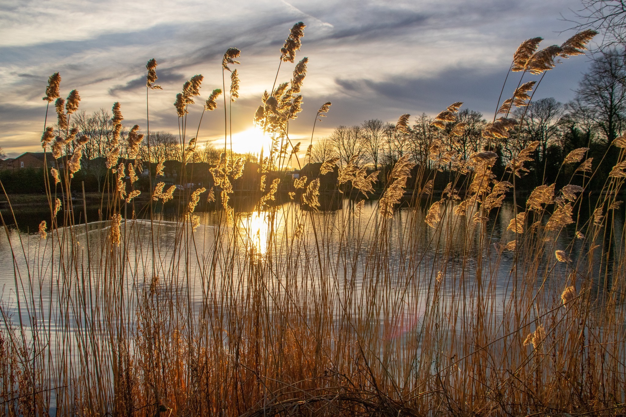 Mill Dam, Eccleston by Ann ODonnell