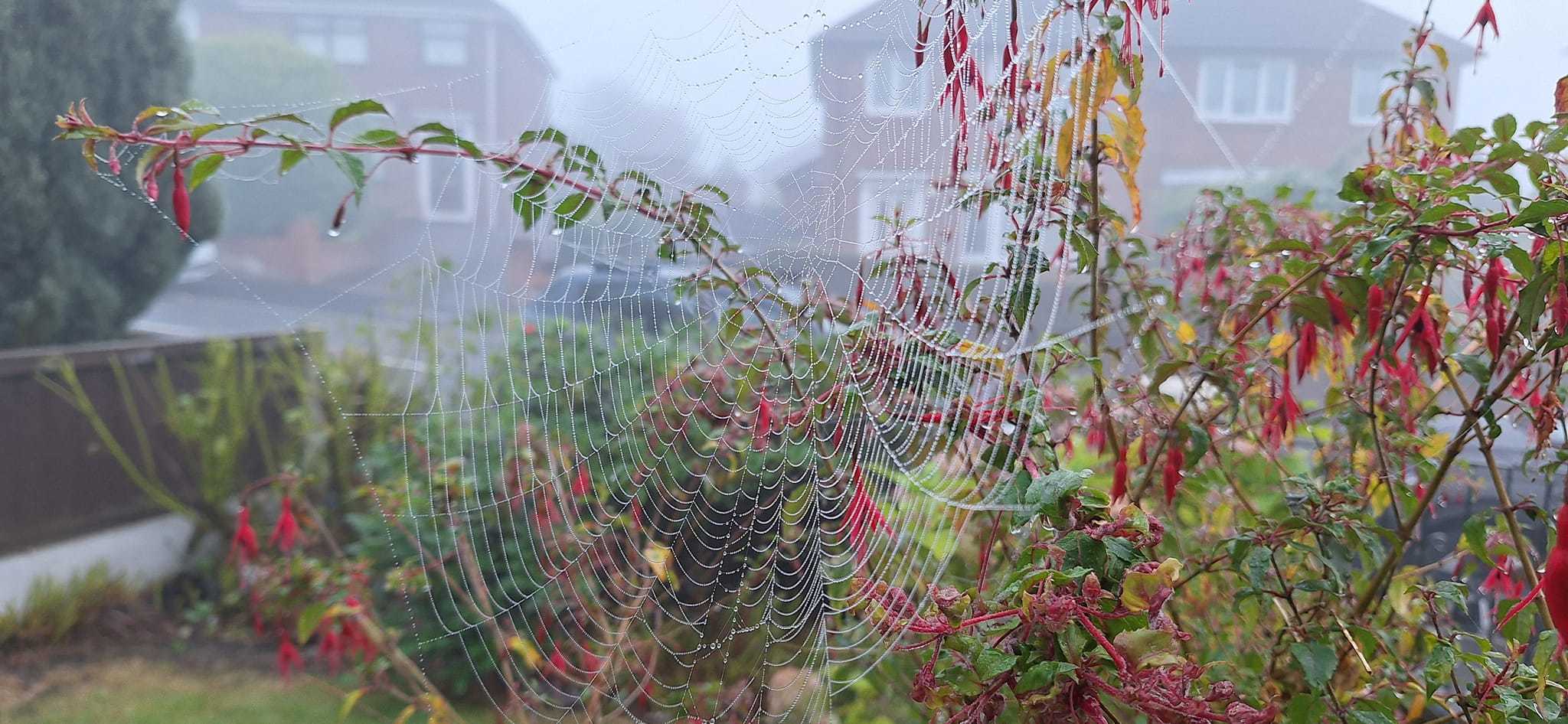 A spiders web by Karen ODowd