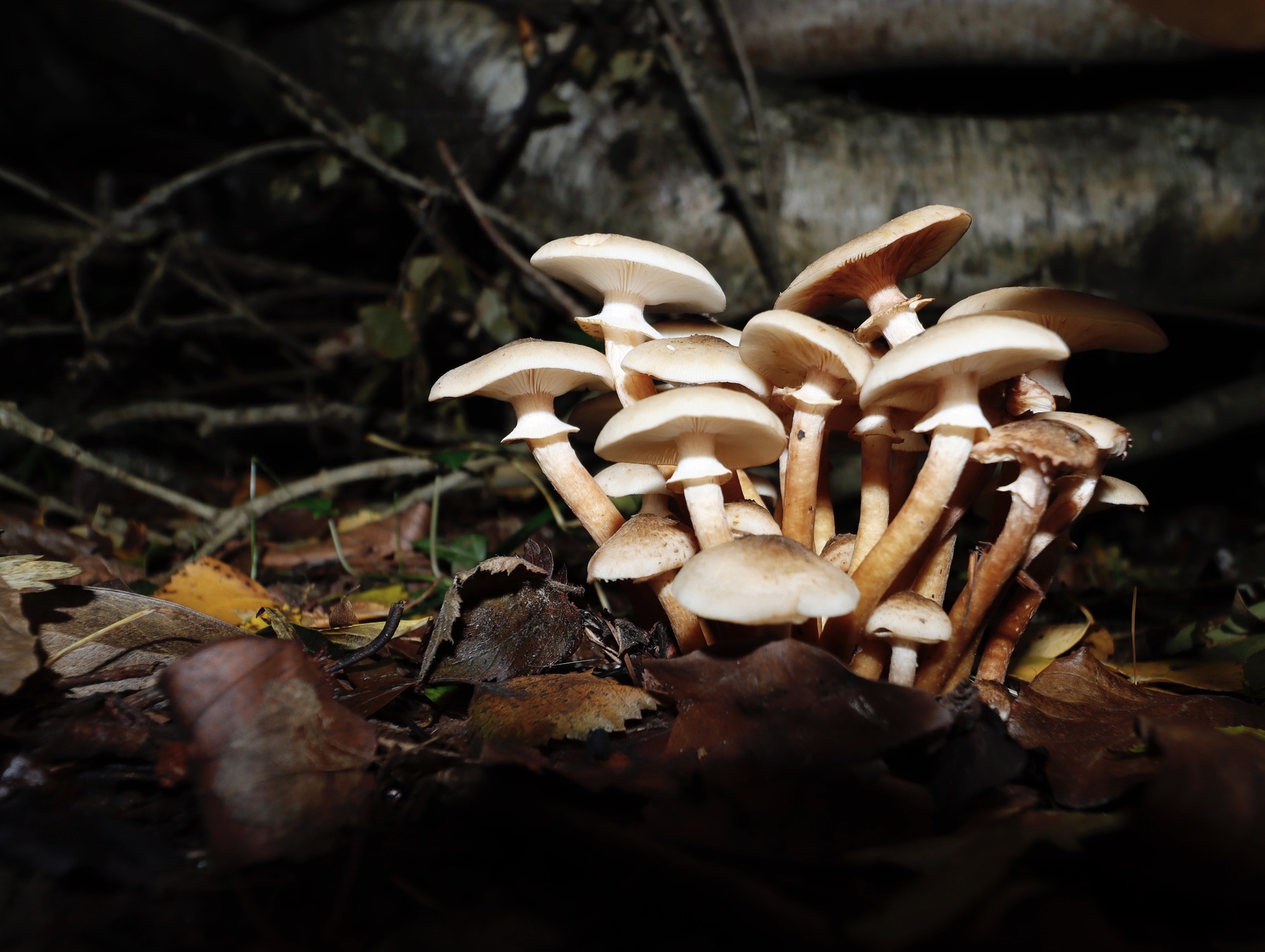 Fungi close up by Mark Garner