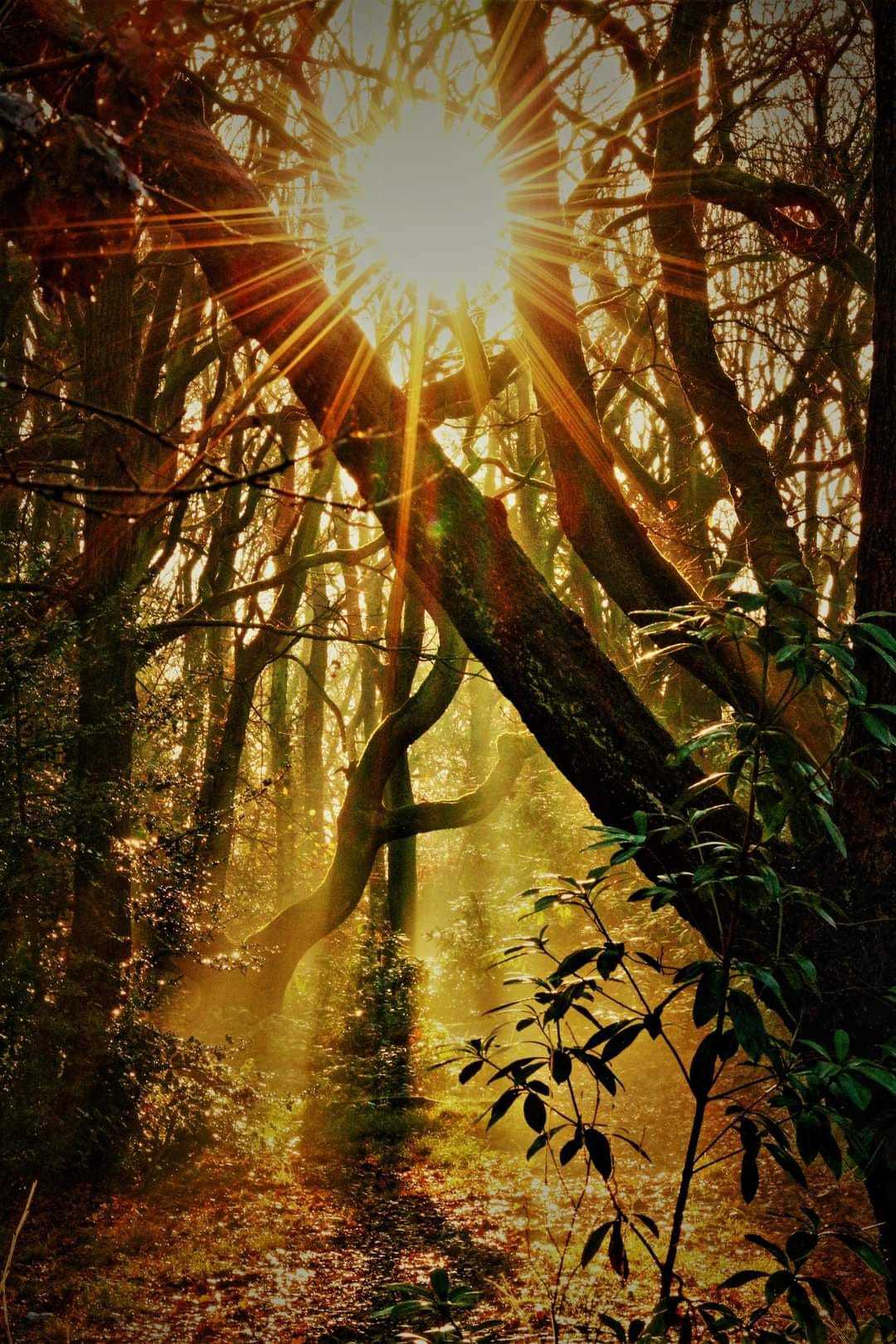 Sunlight through the trees at Taylor Park by Peter Boylan