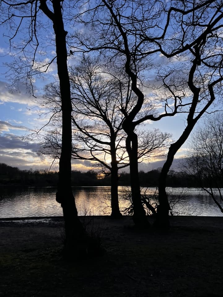 Trees in Taylor Park by Rosie Anslow