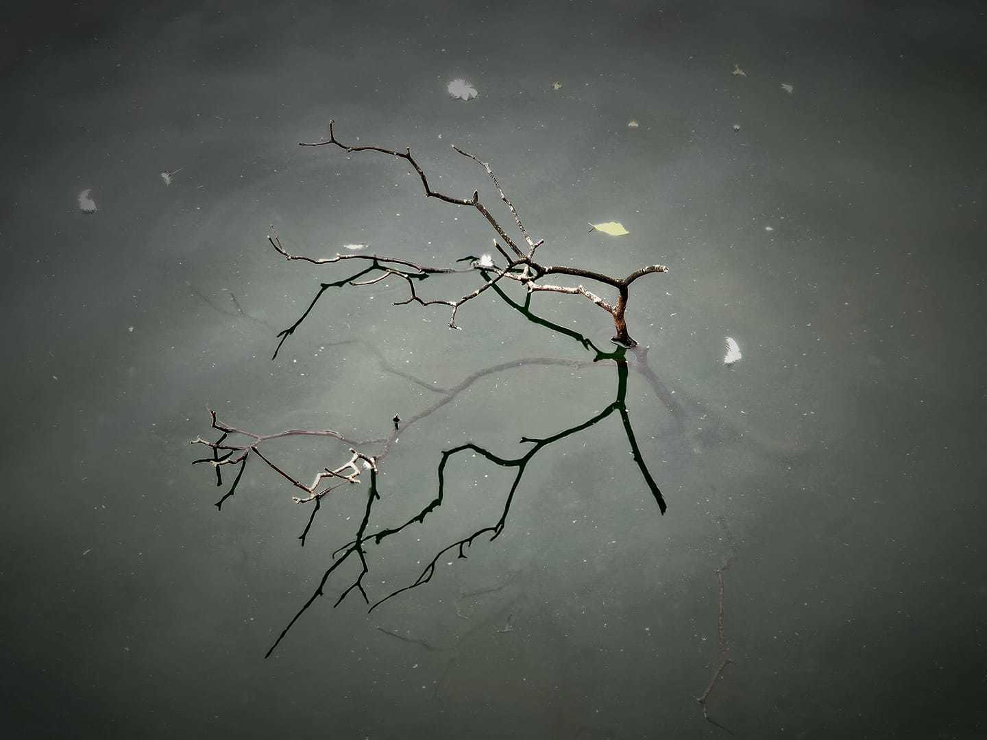 Twig reflections by Delia Davies