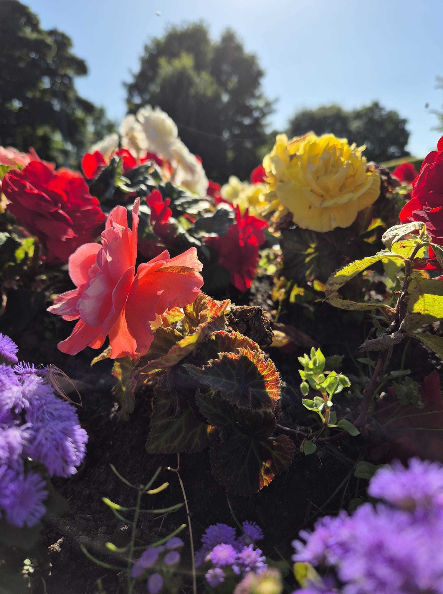 View from the flower bed at Victoria Park by Jamie Carlo