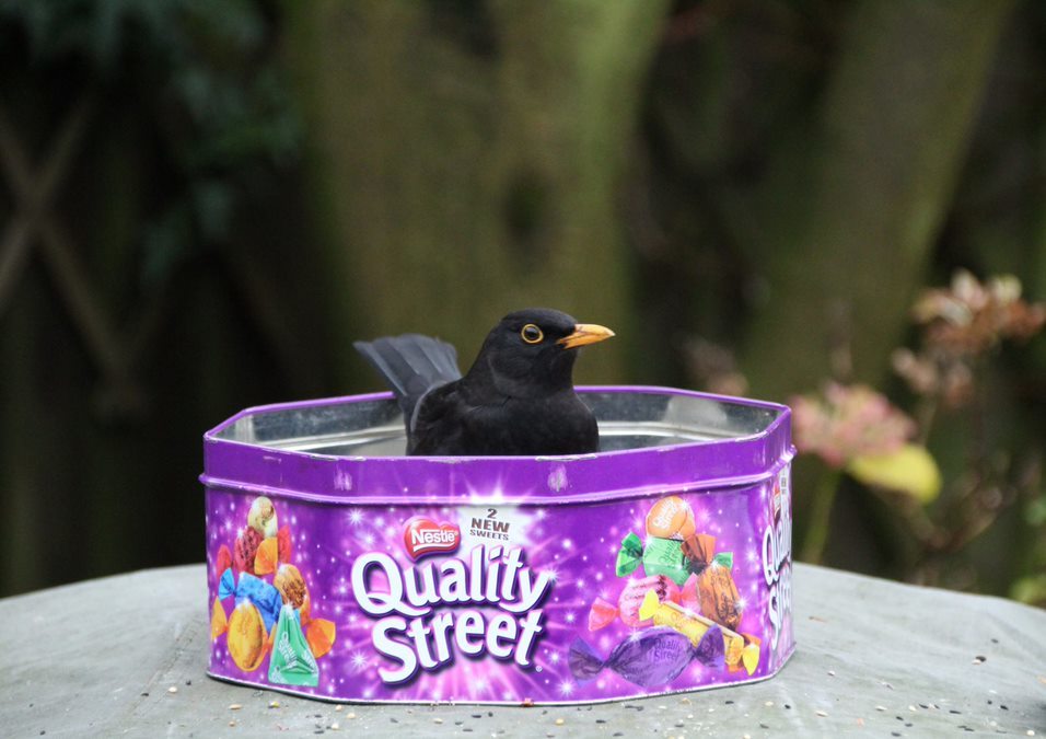 A blackbird in a tin