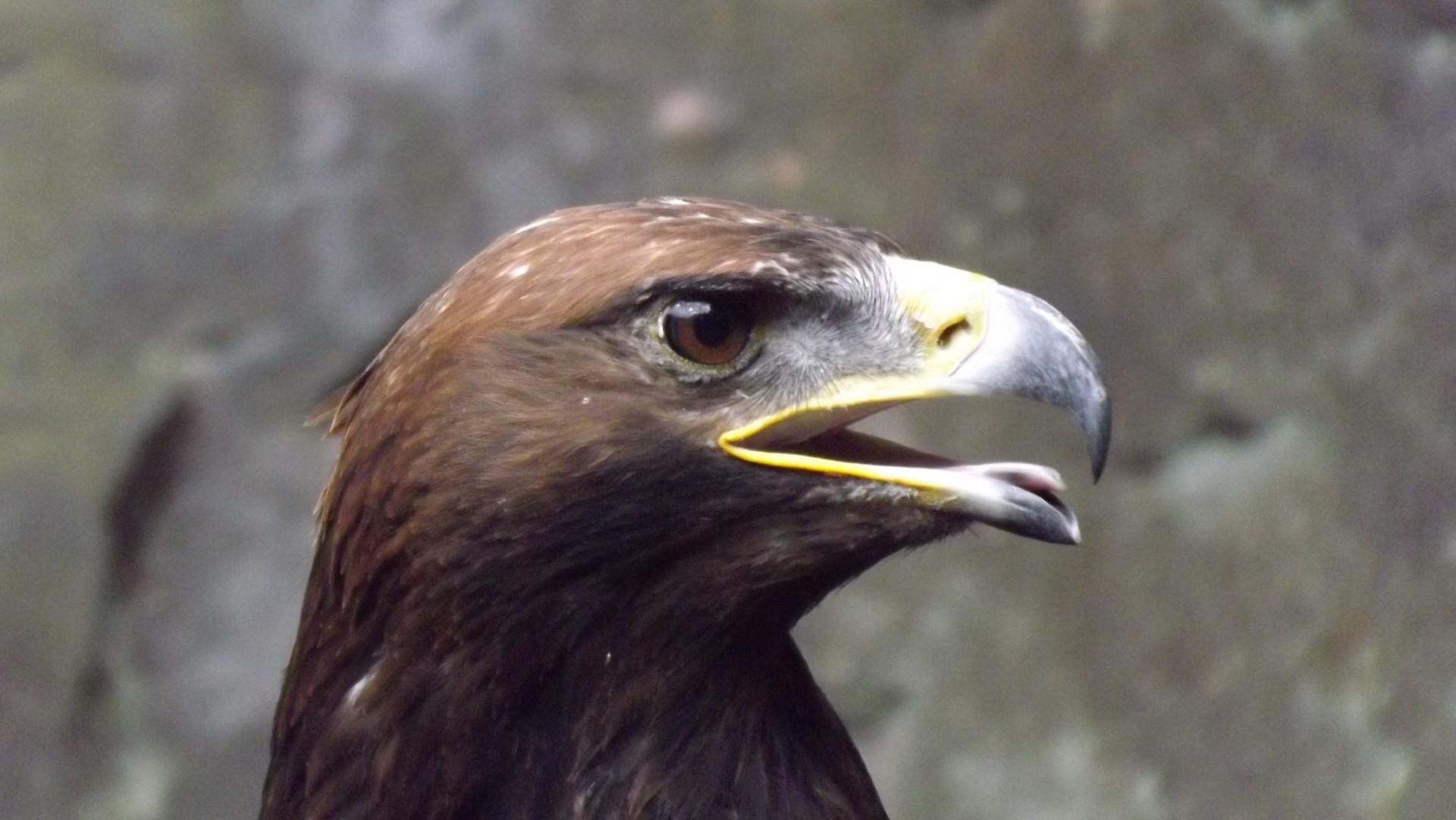 A golden eagle, which was photographed during a birds of prey photo shoot at Taylor Park