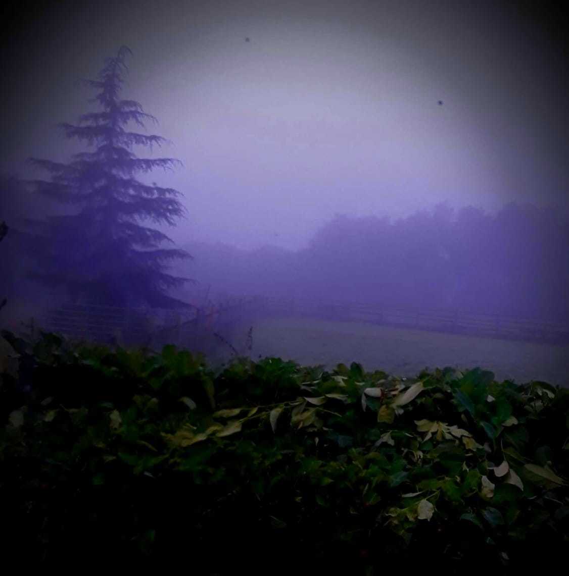 A foggy, spooky morning walk by Diane Warburton