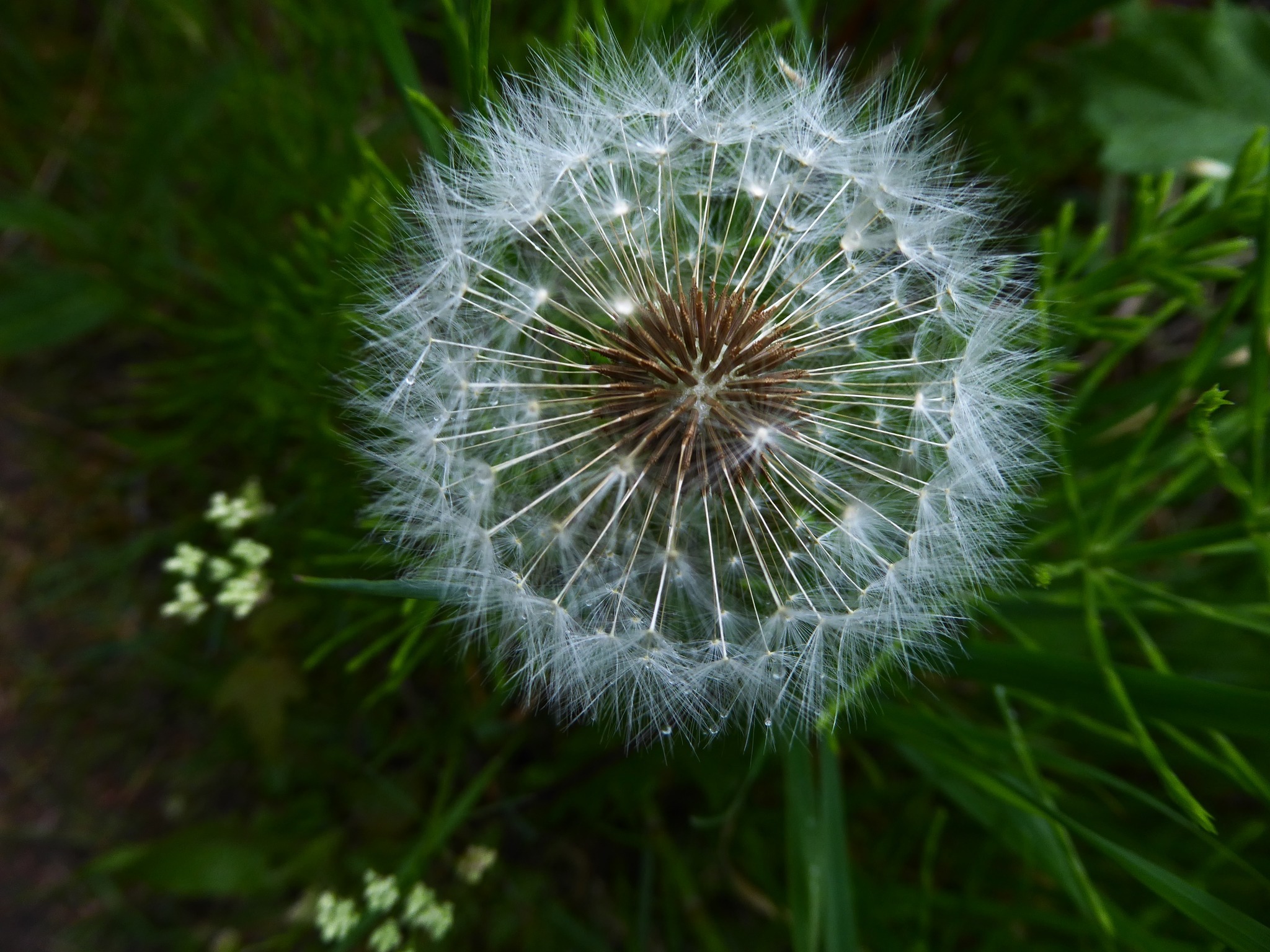 Dandelion clock by Sue Atherton