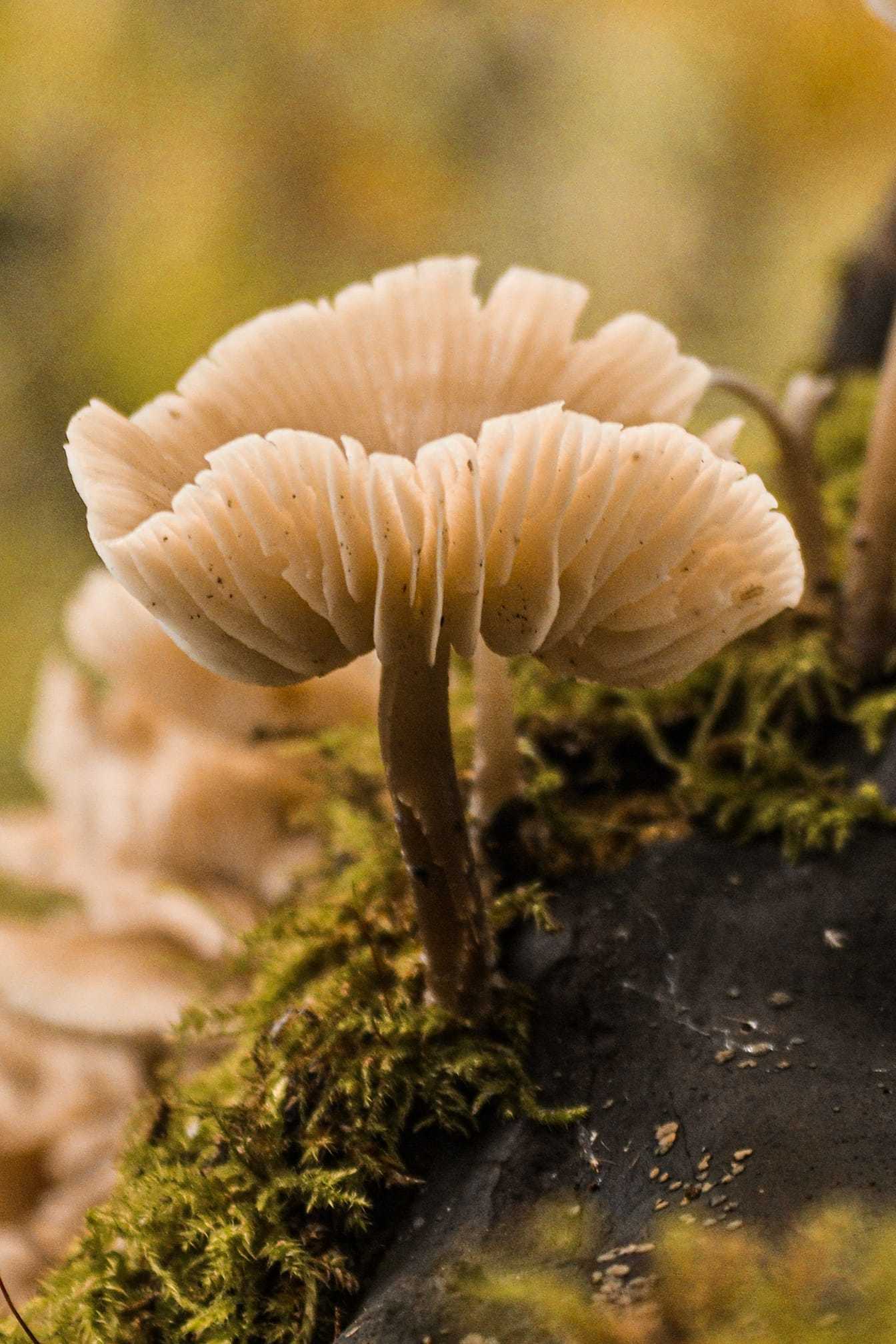 Mushroom spotting at Carr Mill Dam by Simon Wilson