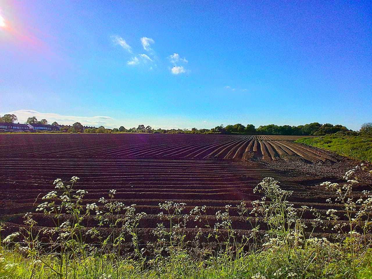 Freshly ploughed patterns in Bold by Diane Warburton