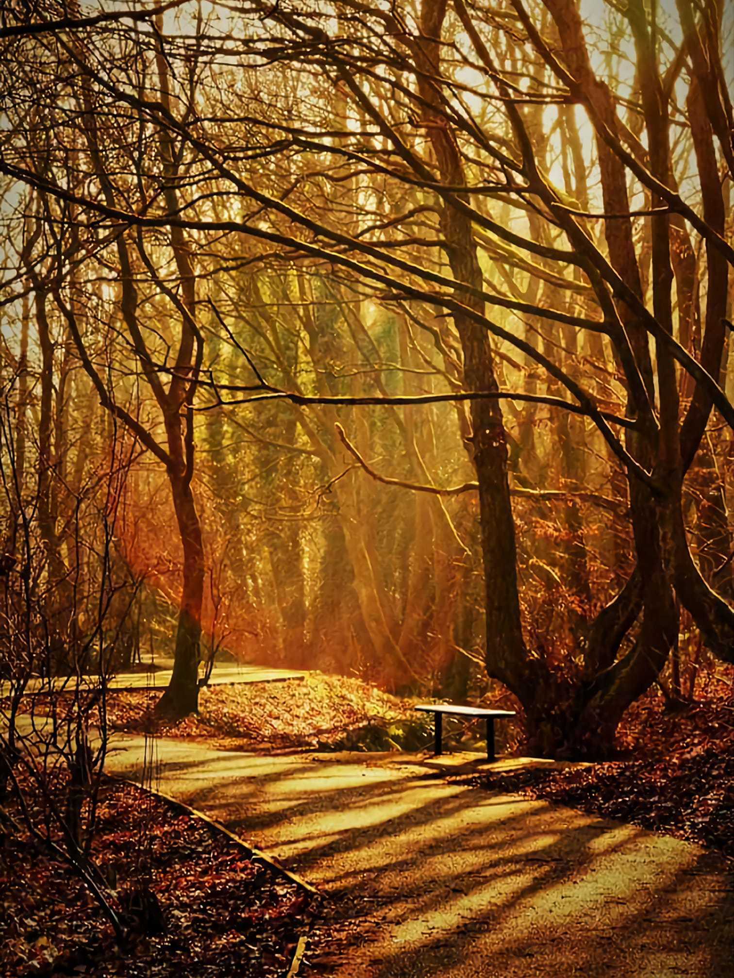 Forest sunshine and shadows by Peter Boylan