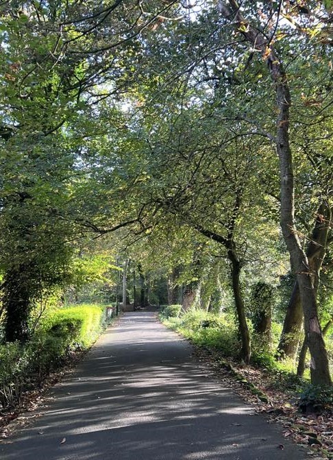 Trees and their shadows by Rosie Anslow