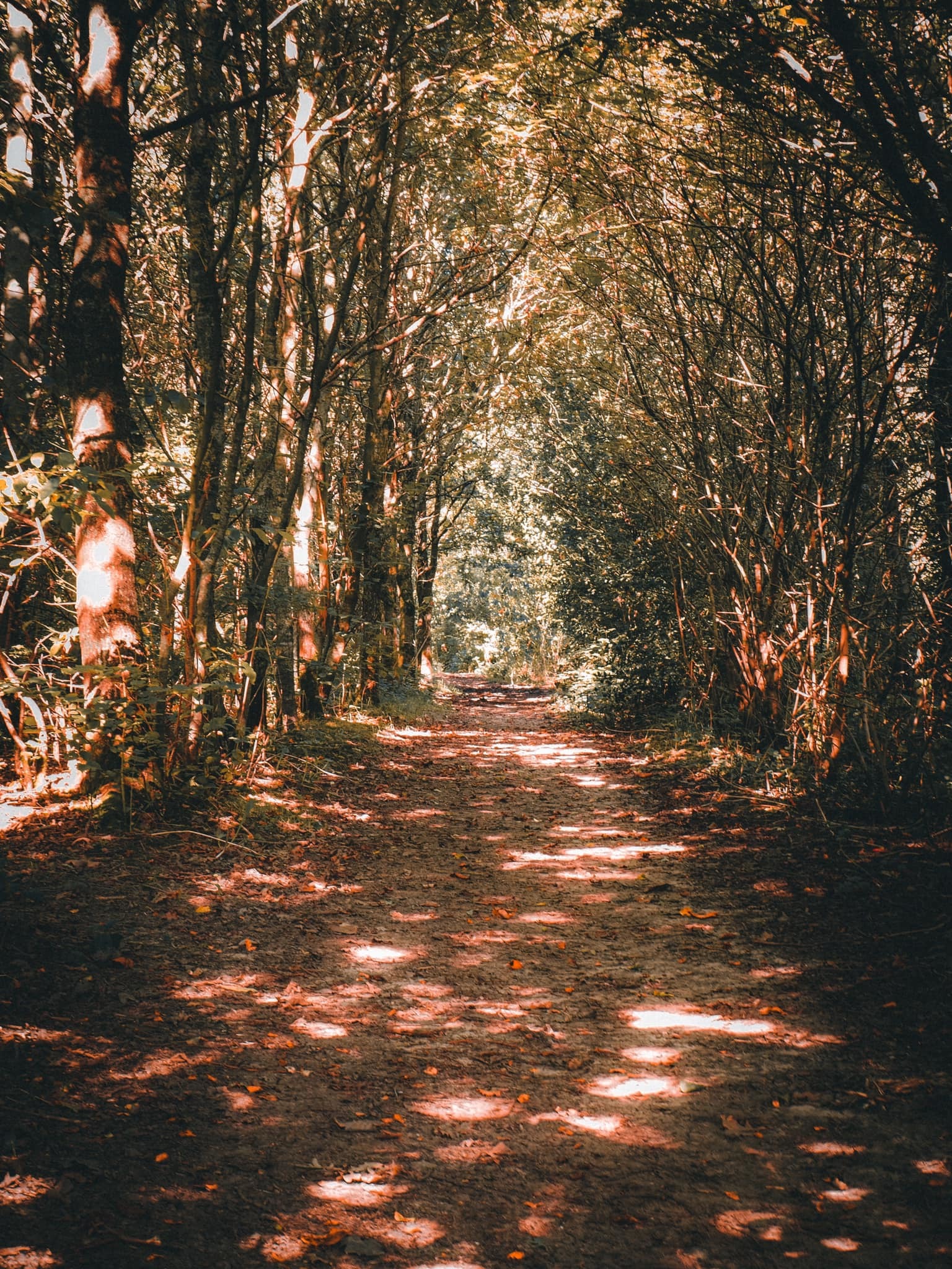 Woodland shadows by Gareth Olley