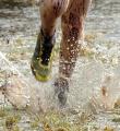 Runners beat the mud in National cross country championships in Nottingham