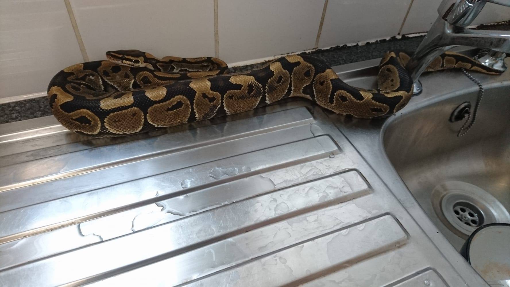 UPDATE Medusa the snake reunited with owners after being spotted in neighbours kitchen St Helens Star picture